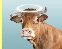 Resultado de imagen de vaca sagrada