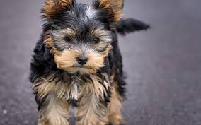 The best way to determine the temperament of a mixed breed is to look up all breeds in the cross and know you can get any combination of any of the characteristics found in either breed. Yorkie Puppy Care All Things Yorkies
