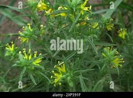 Image result for Vahlia