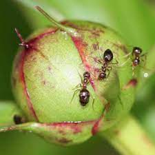 les fourmis grandes amies des pivoines