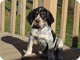 Finding the right blue tick coonhound puppy can be dog gone hard work. Appleton Wi Bluetick Coonhound Meet Nelson A Pet For Adoption