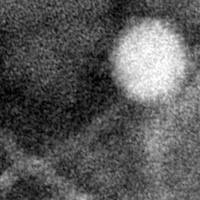Yo maps mary you x d mary grace lolo top lolo bottom. Phagesdb Org Media Empics Marism Empic Xdicdyo Jpg
