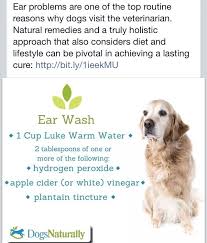 Ear Wash Dog Ear Wash Dog Ear Infection Remedy Dogs Ears Infection
