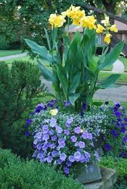 Pin On Canna Flowering Plants