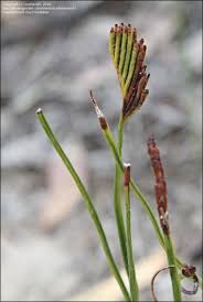 Image result for Schizaea
