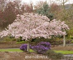 Flowering trees are a fun addition to any garden. 12 Ornamental Trees For Zone 4 Ideas In 2021 Ornamental Trees Small Trees Plants
