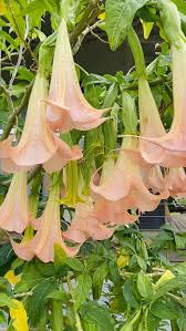Image result for Brugmansia