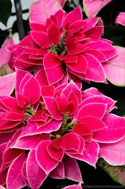 Poinsettias 2015 Part 3 Poinsettia Plant Christmas Flowers Beautiful Flowers Pictures