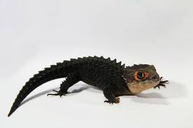 Crocodile Skink 1 Crocodile Skink Red Eyed Crocodile Skink Crocodile