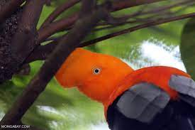10 Rainforest Facts For 2021