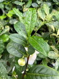 Image result for Camellia sinensis