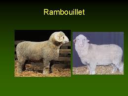 The stabbing took place in the secure entrance to the police station in the commuter town of rambouillet, as the unarmed administrative officer was returning from her break at 14:20 (12:20 gmt). Vt 270 Production Animals Sheep And Goat Management