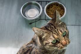 Grain-Free vs. Holistic: Breaking Down Feline Diet Trends