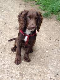 Black And Brown Working Cocker Spaniel Captain Bobbin Our Working Cocker Spaniel Puppy Cocker Spaniel Puppies Dogs Spaniel Puppies