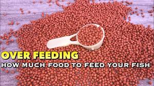 However, some owners prefer to feed their fish very lightly twice a day. Over Feeding Find Out How Much Food Your Fish Actually Wants Tamil Youtube