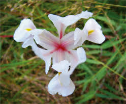 Image result for Moraea bella