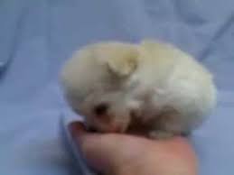 Explore 22 listings for teddy bear puppies for free at best prices. Teddy Bear Chow Puppies For Sale 07 2021