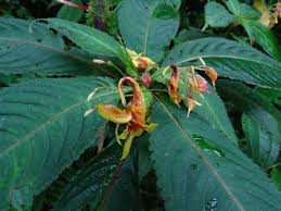 Image result for Impatiens gomphophylla