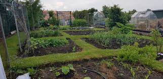 A Complete Guide To Starting An Allotment -