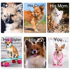 Pin By Anna Powers On Maddisyn Funny Animal Memes Funny Animals Funny Dog Memes