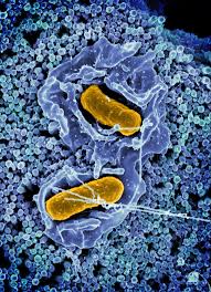 Image result for Intracellular Bacteria