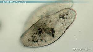 Maybe you would like to learn more about one of these? Do Protists Have Cell Walls Video Lesson Transcript Study Com
