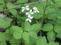 Image result for Cardamine