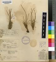 Image result for Tripogon