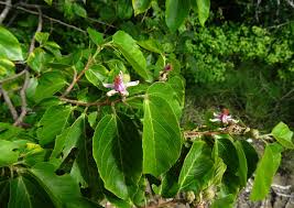 Image result for Grewia glandulosa