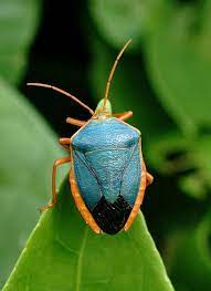 Turquoise Shield Bug Edessa Rufomarginata Shield Bugs Beautiful Bugs Bugs