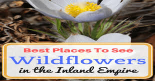 We did not find results for: Best Places To See Wildflowers In The Inland Empire Socal Field Trips