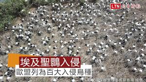 ▲嘉義東石鄉埃及聖䴉巢空拍照曝光，密密麻麻2000多隻令人頭皮發麻。 殖約有上萬隻，近日被嘉義縣野鳥學會理事長陳建樺，在嘉義東石鄉拍到埃及聖䴉巢區，密密麻麻至少 2000 多隻，如果加上外出覓食的應有 3000 多隻，且看起來. é©šäºº åŸƒåŠè–ä´‰å¼·åŠ›å…¥ä¾µæ£²åœ°è¢«åŸ‹æ•¸é‡é‚„æš´å¢ž3å€ Youtube
