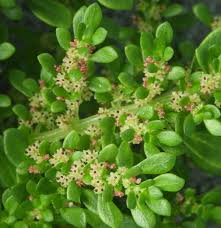 Image result for Pilea microphylla