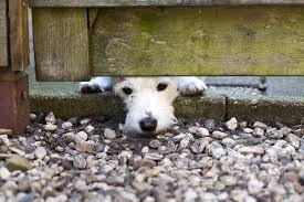 There are 3 stages of home euthanasia: Pet Boarding Houston Animal Hospital