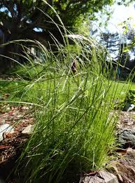 Image result for Deschampsia