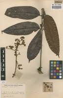 Image result for Pachylobus edulis