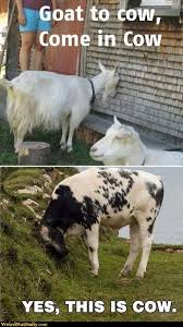 Www Farmerspal Com Funny Farm Animal Meme Farm Animal Telepathy Cows Funny Funny Funny Animal Pictures