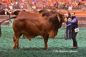 Seis ao todo, em dez passagens. 2017 Houston Results Red Bull Junior Division The Brahman Journal