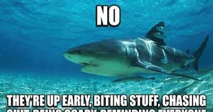 Image Result For Monday Shark Complain Meme Shark Quotes Sharks Funny Shark