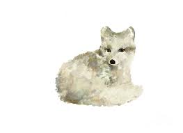 Arctic Fox Watercolor Art Print Painting Painting By Joanna Szmerdt See more of arctic fox art on facebook.
