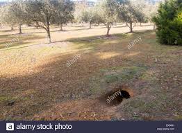 Weshalb ihr kot eine würfelform hat. Wombat Graben Nach Hause Und In Der Nahe Kot Poo In Kangaroo Valley New South Wales Australien Stockfotografie Alamy