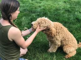 188 862 просмотра 188 тыс. What To Expect Your Puppy S First Night Home The Grace Between