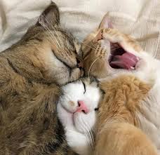 Pin By Nick On Bichanos Cute Cats Pretty Cats Cute Animals