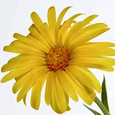 Image result for Arctotheca