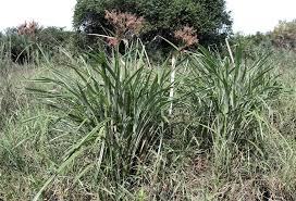Image result for Cyperus dives