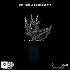 Image result for Euphorbia corniculata