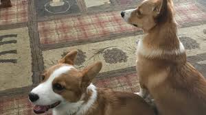 Find a welsh corgi puppy for sale. Windy Mountain Kennels Granville Ny Cat And Dog Boarding Corgis