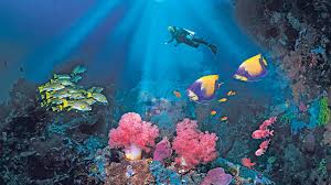 Where To Find Year Round Scuba Diving Delights In Thailand The Times The Sunday Times