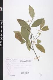 Image result for Salacia leptoclada