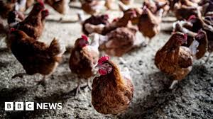 BBC - News update
